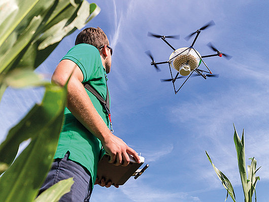 Mann steuert eine Drohne in einem Maisfeld